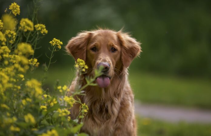 Український стартап PawChamp запускає ШІ-додаток для власників собак