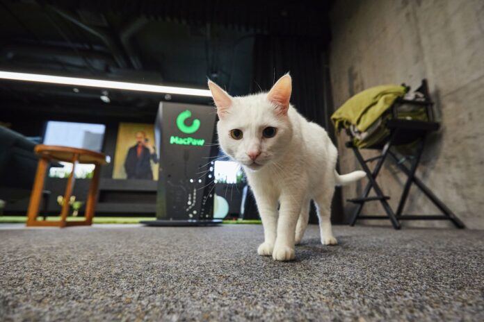 Українська MacPaw та американська Liquid AI оголосили про стратегічне партнерство